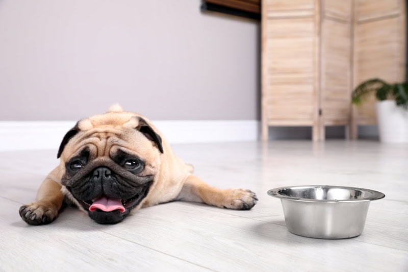 Why You Need Whole-House Humidity Control? Photo of a pug dog laying next to his water bowl.
